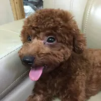rekypoon