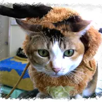 猫B
