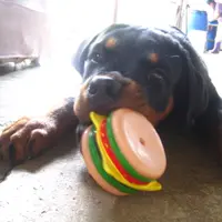为食波比