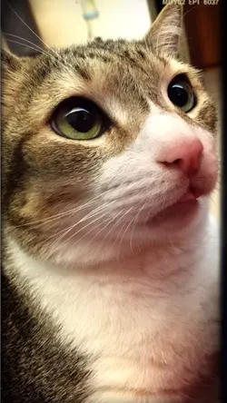 citisleeper
