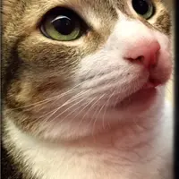 citisleeper