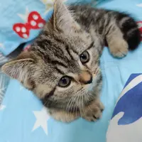 pancyy
