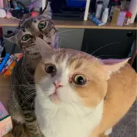 yannytang1208