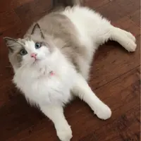 lilywong123a