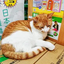 薯仔健