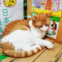 薯仔健