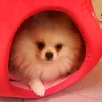 Idy chu