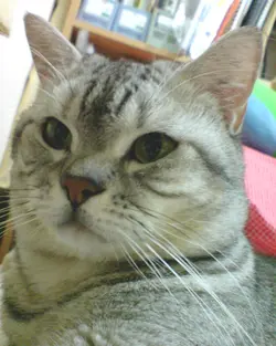 大貓貓