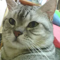 大貓貓