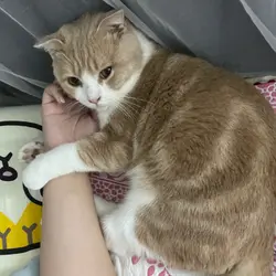 acwing