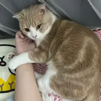 acwing