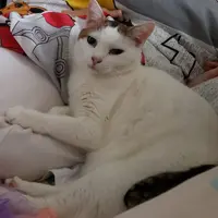 Mlcatcat