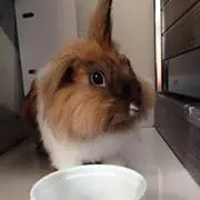 chungwilly
