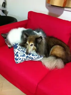 Silky & June