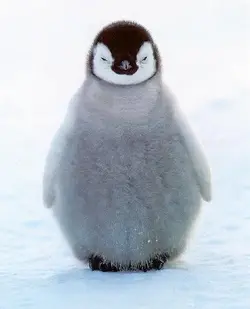 Fat Fat Penguin