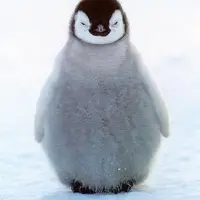 Fat Fat Penguin