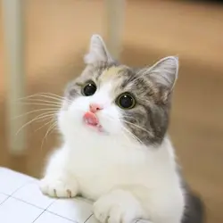 甜味貓