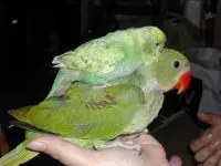 Happyparrot