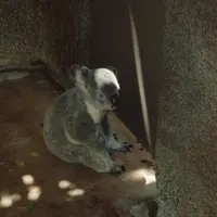 樹熊神