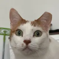 yivaeb