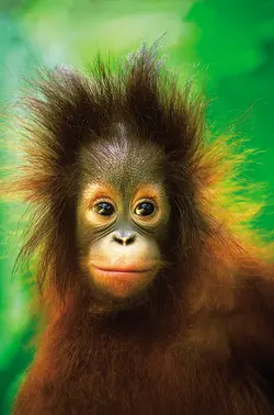 Monkey Hin