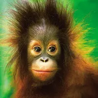 Monkey Hin