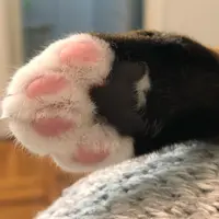 catdynasty