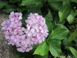 Pink Heart