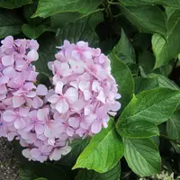 Pink Heart