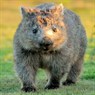 Wombat HK
