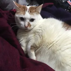 cheesecat