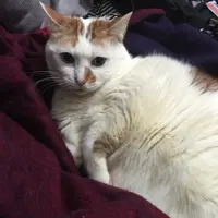 cheesecat