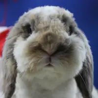 christiebobo311