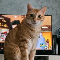 Ringo Gorgor