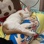 msmini_s