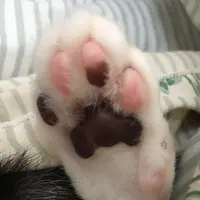 MOMOMAO