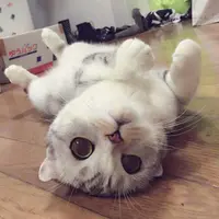 笑与君歌