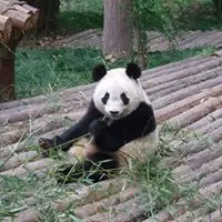 pandawong12