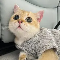 imcindyho