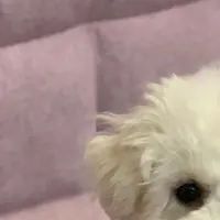 ssshiro