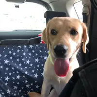 tobylamyat