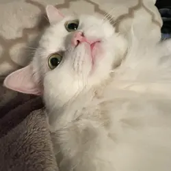 tiffchy