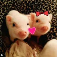 mrs.pig