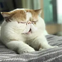 katrinakaikaikai