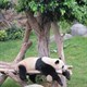 rollingpanda