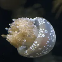 CQYD