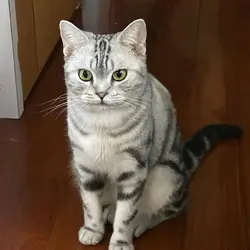 Nigel Ma