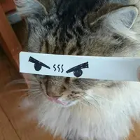 有身孕的不良牛
