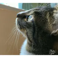 為食小黑