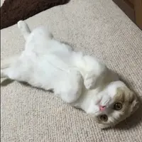 爱食猫猫家族